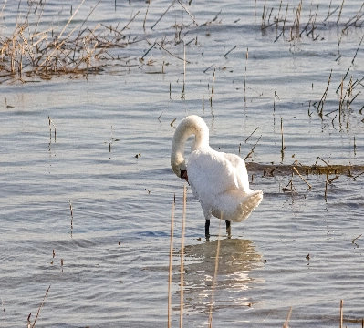 Trumpeter Swan